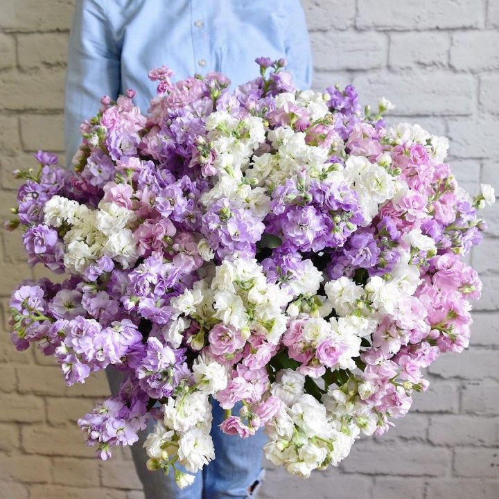 Облако маттиол в Балашихе