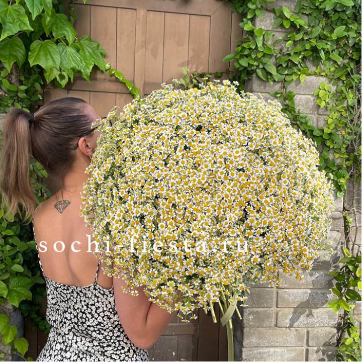 101 ромашка в Балашихе