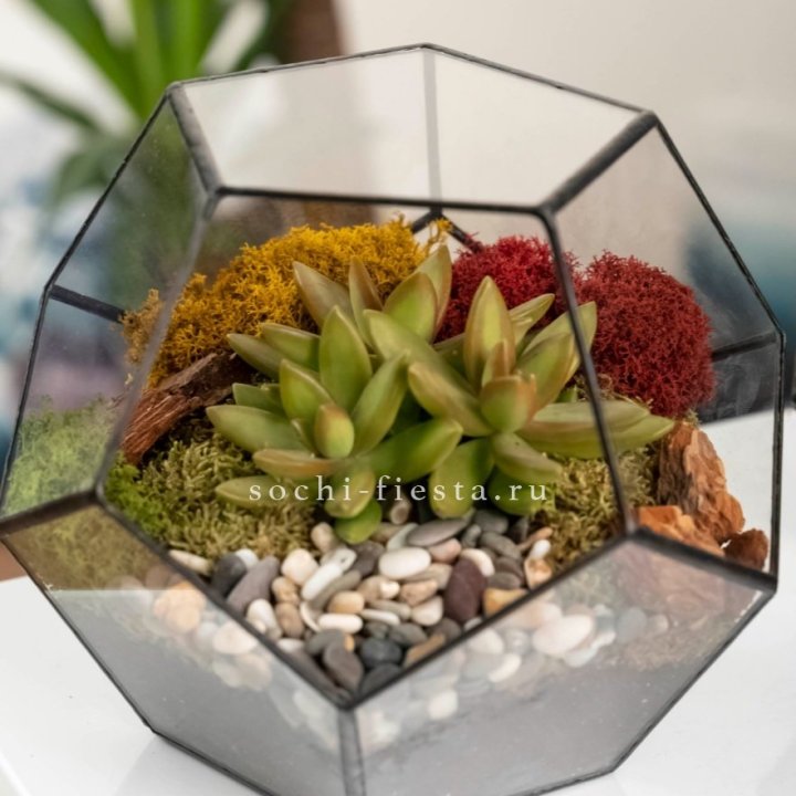 Флорариум “Додекаэдр” с суккулентом Седум в Балашихе