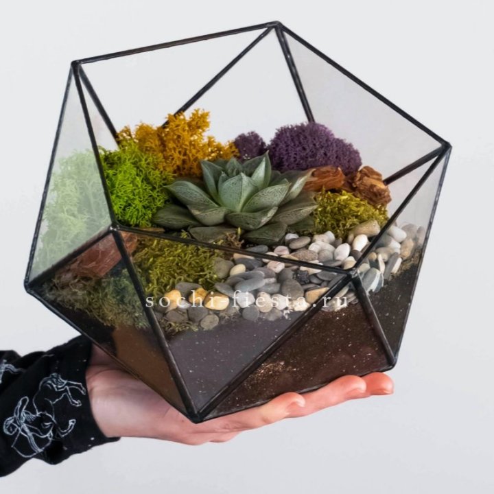 Флорариум “Икосаэдр” с суккулентом Каменная Роза в Балашихе