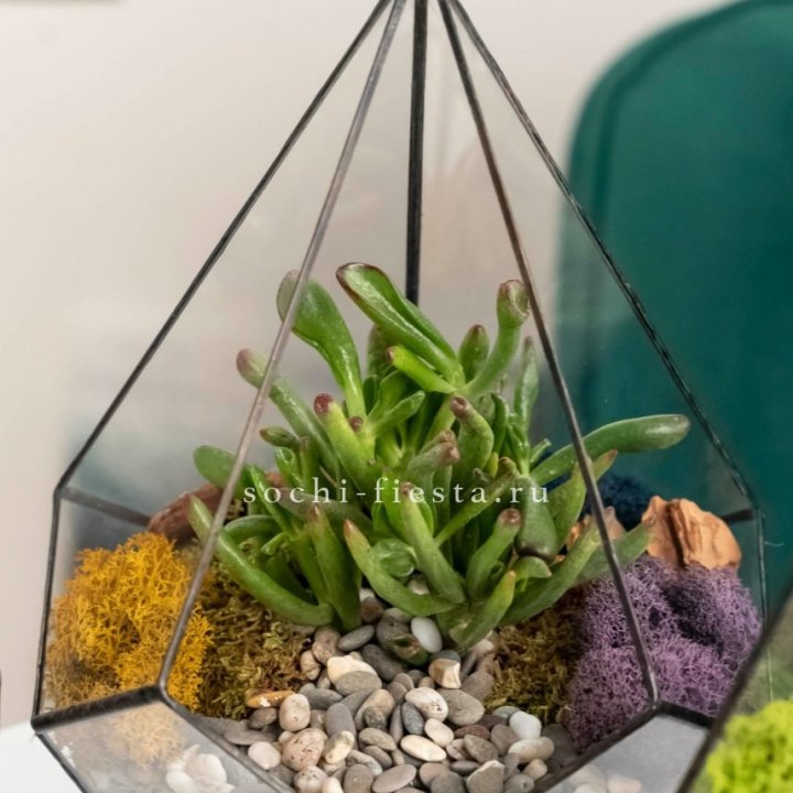 Флорариум “Капля” с суккулентом Крассула Хоббит в Балашихе