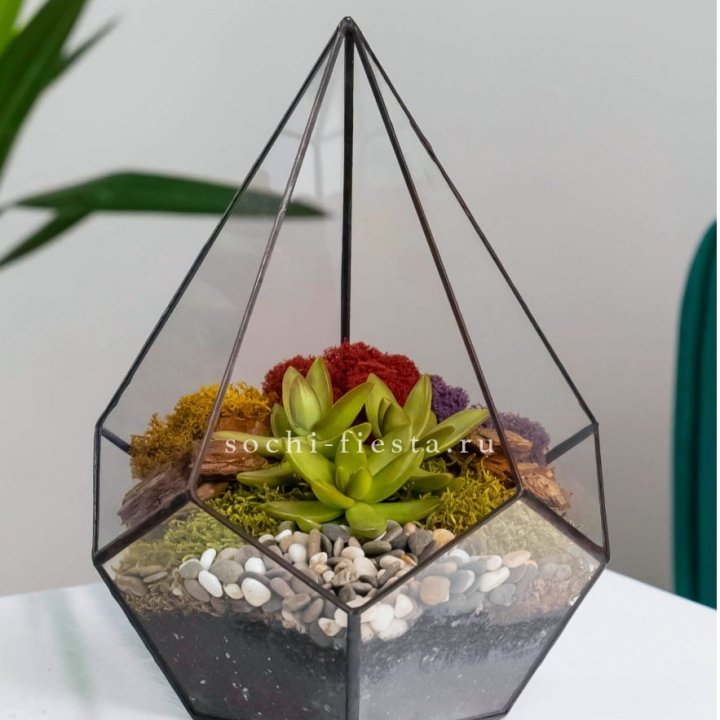Флорариум Капля с суккулентом в Балашихе