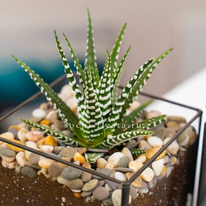 Флорариум Кубик с суккулентом Хавортия в Балашихе