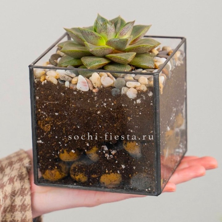Флорариум Кубик с суккулентом Каменная роза в Балашихе