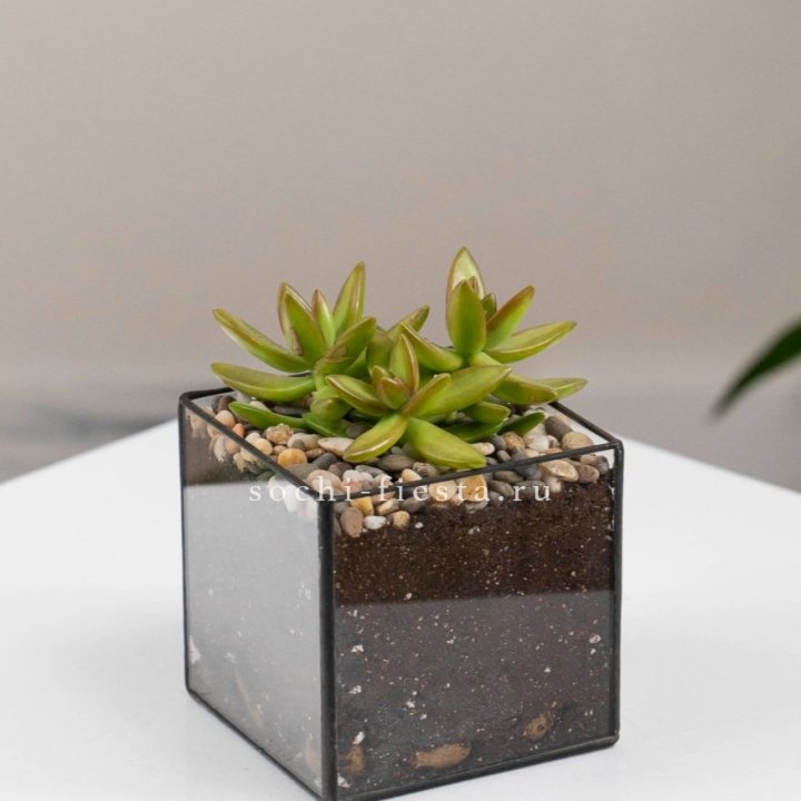 Флорариум Кубик с суккулентом Седум в Балашихе