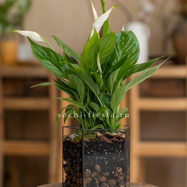 Спатифиллум в кашпо Пятиугольник в Балашихе