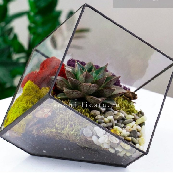 Флорариум Куб усеченный с суккулентом Каменная роза в Балашихе