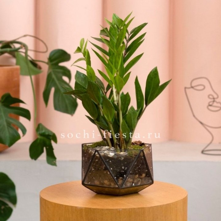 Замиокулькас в кашпо Икосаедр в Балашихе