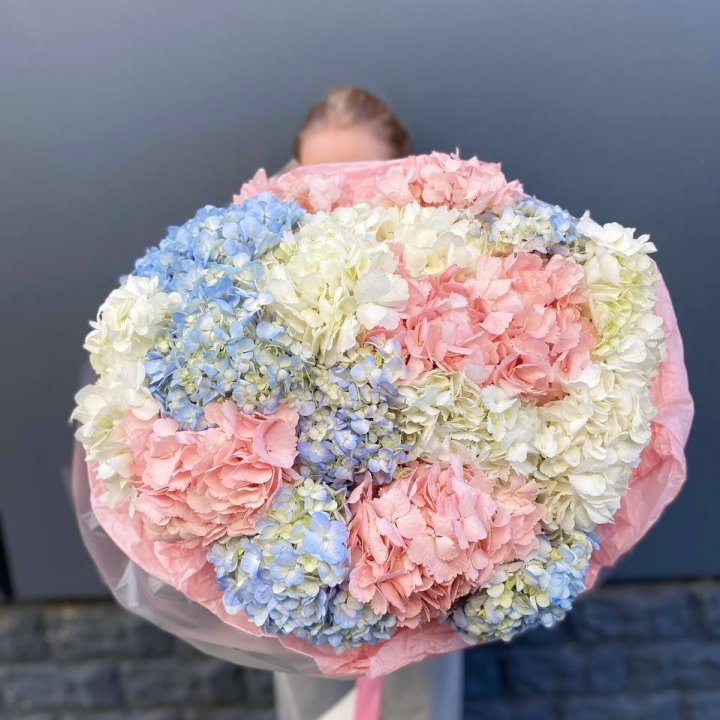 19 гортензий микс в Балашихе