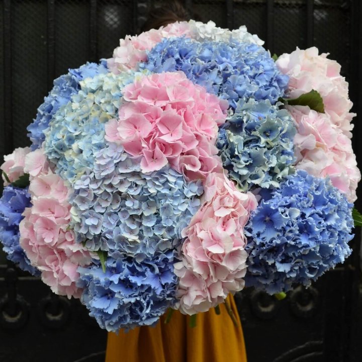 Букет гортензий "Фонтан" в Балашихе