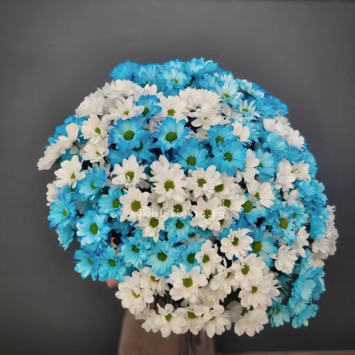  Букет хризантем микс в Балашихе