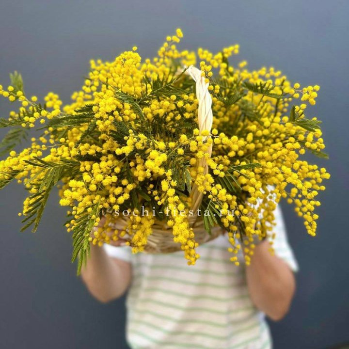 Весенняя корзина мимозы в Балашихе