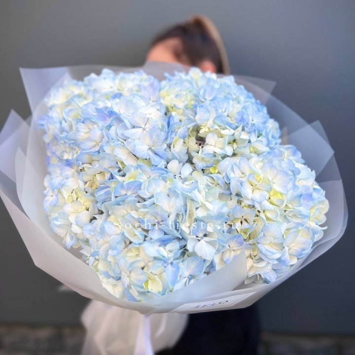 5 голубых гортензий в Балашихе