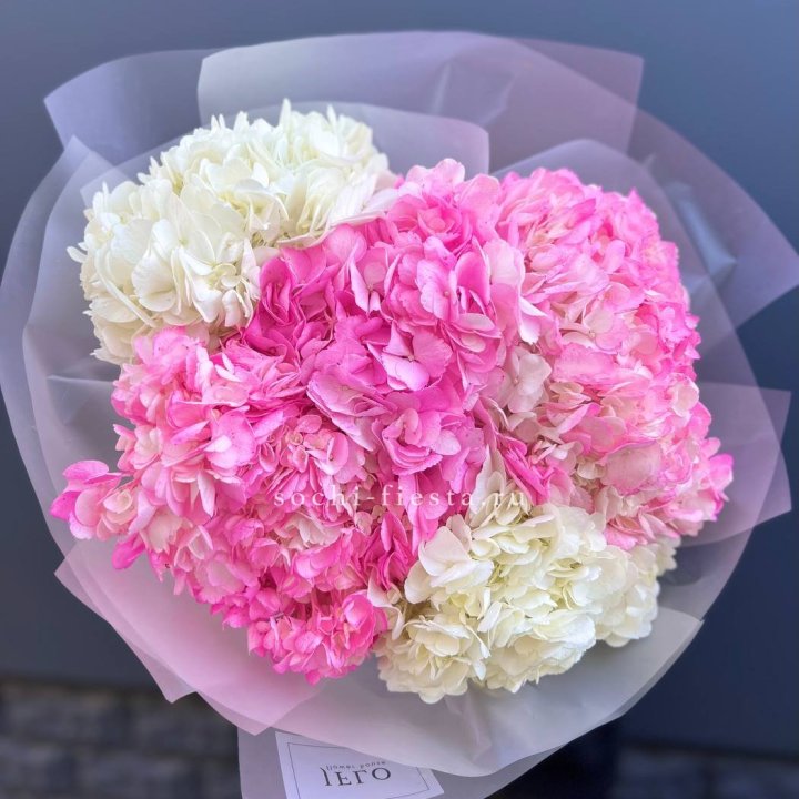 5 бело-розовых гортензий в Балашихе