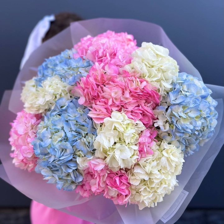 11 гортензий микс в Балашихе