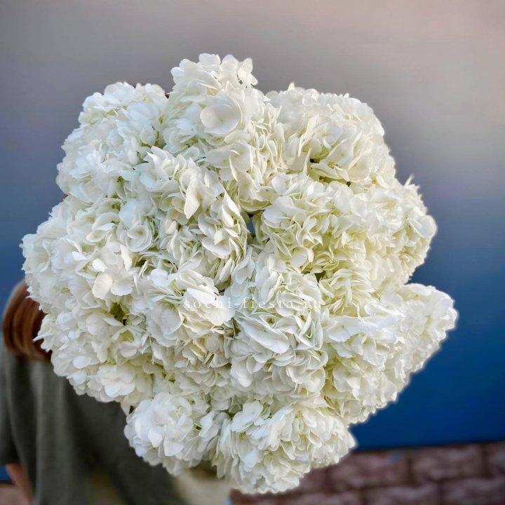 Охапка белой гортензии в Балашихе