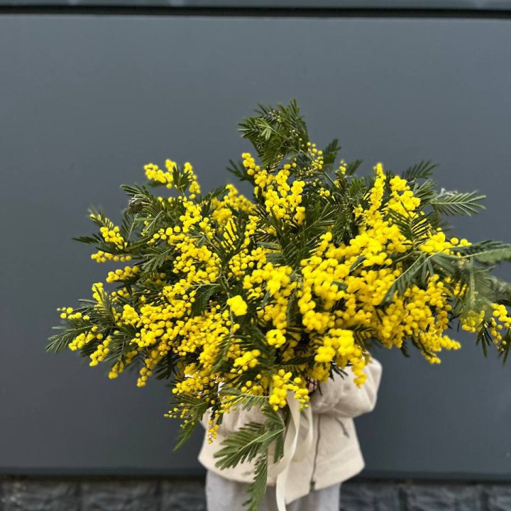 Охопка мимозы в Балашихе