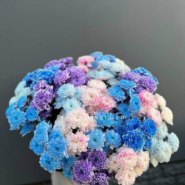 25 цветных хризантем в Балашихе