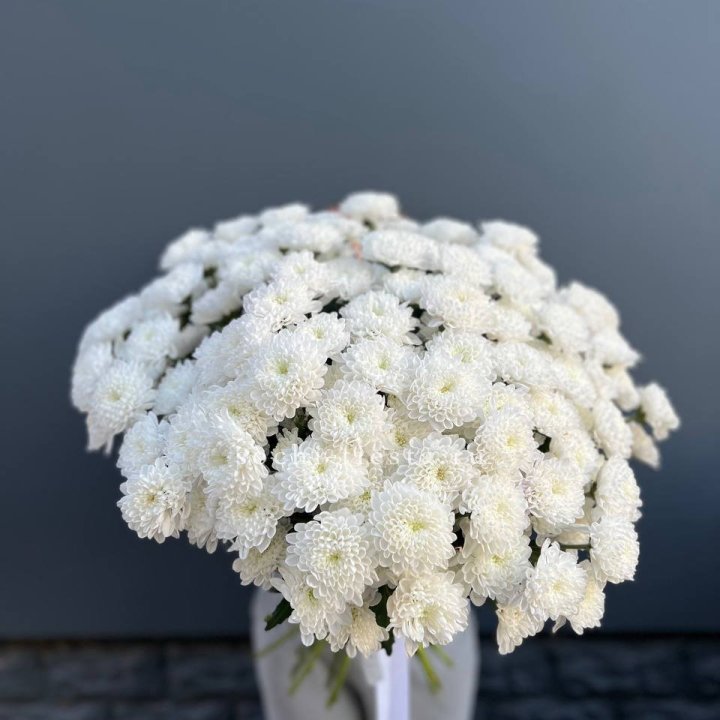  25 хризантем белых в Балашихе