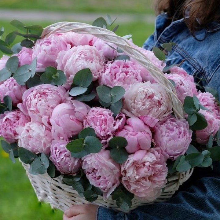 51 пион в корзине в Балашихе