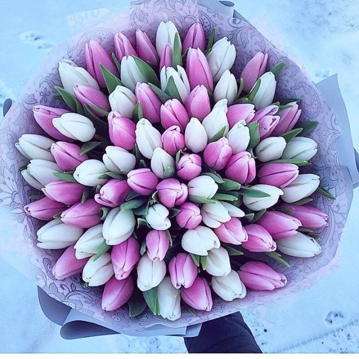 101 тюльпан "Лолипоп" в Балашихе